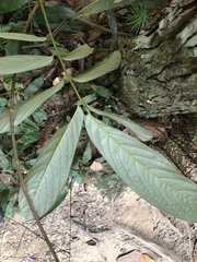 Fissistigma glaucescens