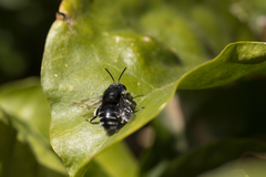 Anthophora alluaudi