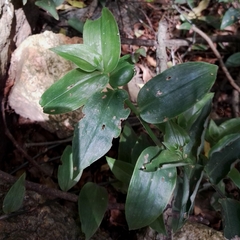 Tradescantia fluminensis