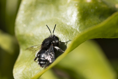 Anthophora alluaudi