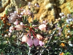 Erica manipuliflora