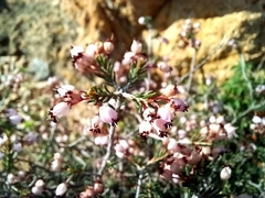 Erica manipuliflora