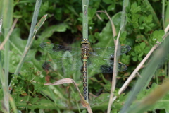 Rhionaeschna diffinis