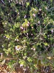 Erica manipuliflora