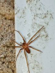 Loxosceles rufescens