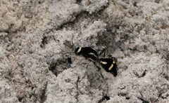 Traumatomutilla indica