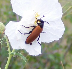 Lytta fulvipennis
