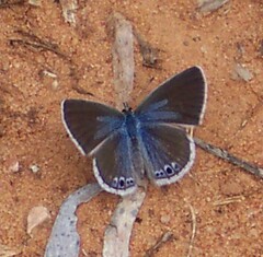 Echinargus isola