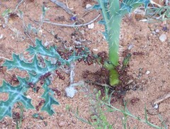 Pogonomyrmex barbatus