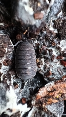 Porcellio dilatatus