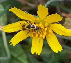 Chauliognathus scutellaris