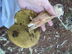 Boletus regineus