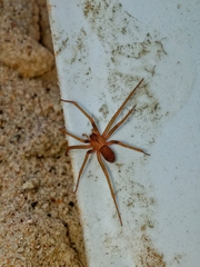 Loxosceles rufescens
