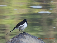 Motacilla maderaspatensis