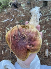 Boletus regineus