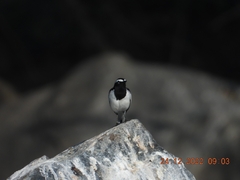Motacilla maderaspatensis