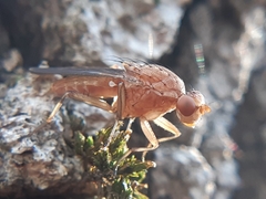 Suillia affinis