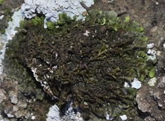 Xanthoparmelia pulla