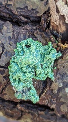 Punctelia subrudecta