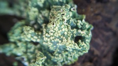 Punctelia subrudecta