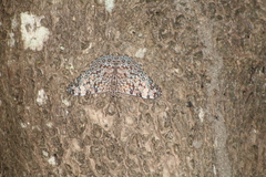Hamadryas feronia farinulenta