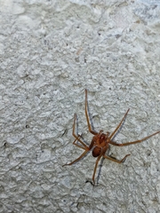 Loxosceles rufescens