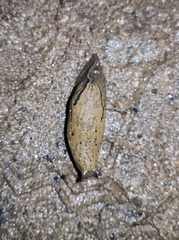 Drusia valenciennii