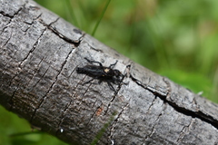 Pritchardia hirtipes