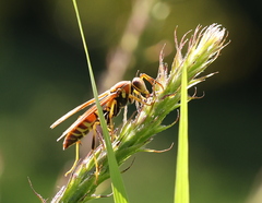 Polistes instabilis
