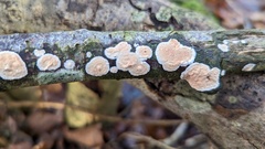 Cylindrobasidium laeve