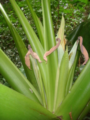 Alocasia macrorrhizos