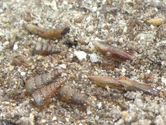 Papillifera papillaris