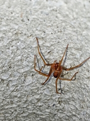 Loxosceles rufescens