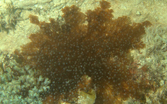 Laviactis lucida
