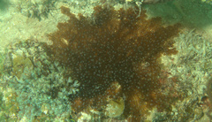 Laviactis lucida