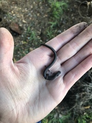 Batrachoseps gavilanensis