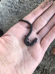 Batrachoseps gavilanensis