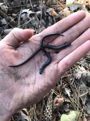 Batrachoseps gavilanensis