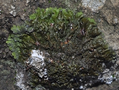 Xanthoparmelia pulla