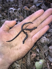 Batrachoseps gavilanensis