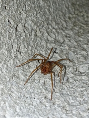 Loxosceles rufescens