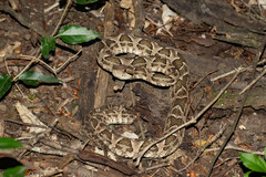 Bothrops diporus