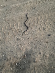 Serpentes
