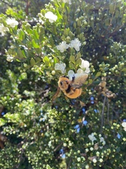 Bombus dahlbomii