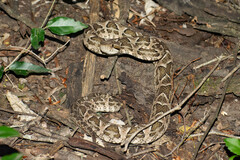 Bothrops diporus