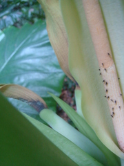 Alocasia macrorrhizos