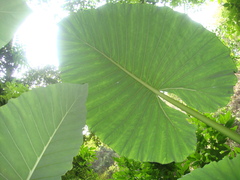 Alocasia macrorrhizos