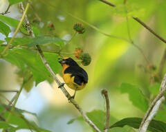 Euphonia violacea