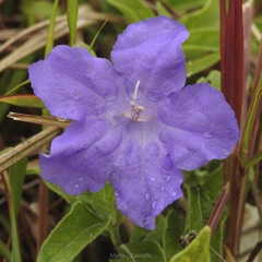 Ruellia hookeriana