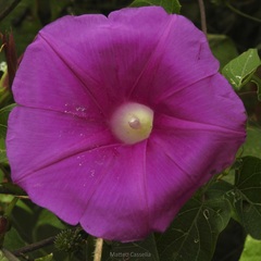 Ipomoea bernoulliana